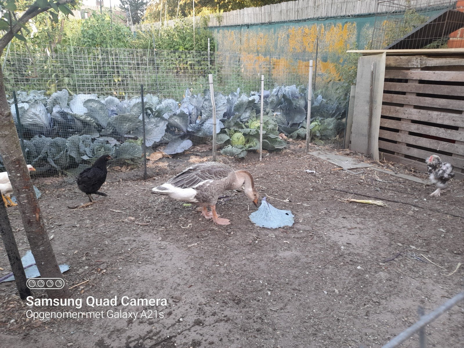 jeune oie, Sexe inconnu, Oie ou Cygne