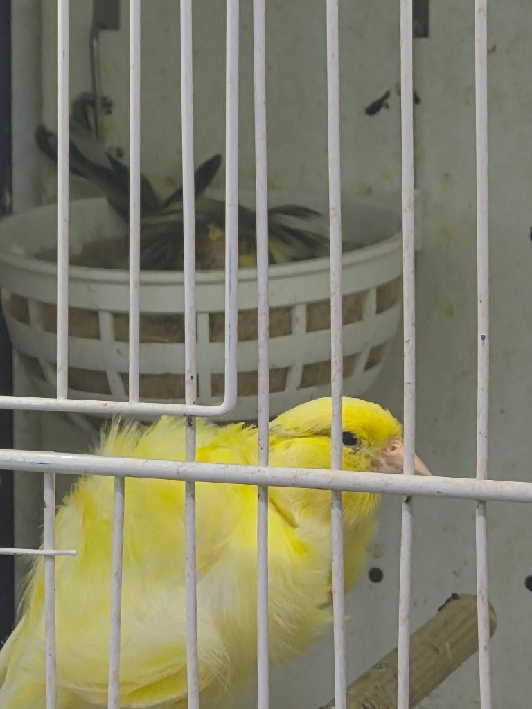 Canaris frisé du sud, Plusieurs animaux, Canari de posture