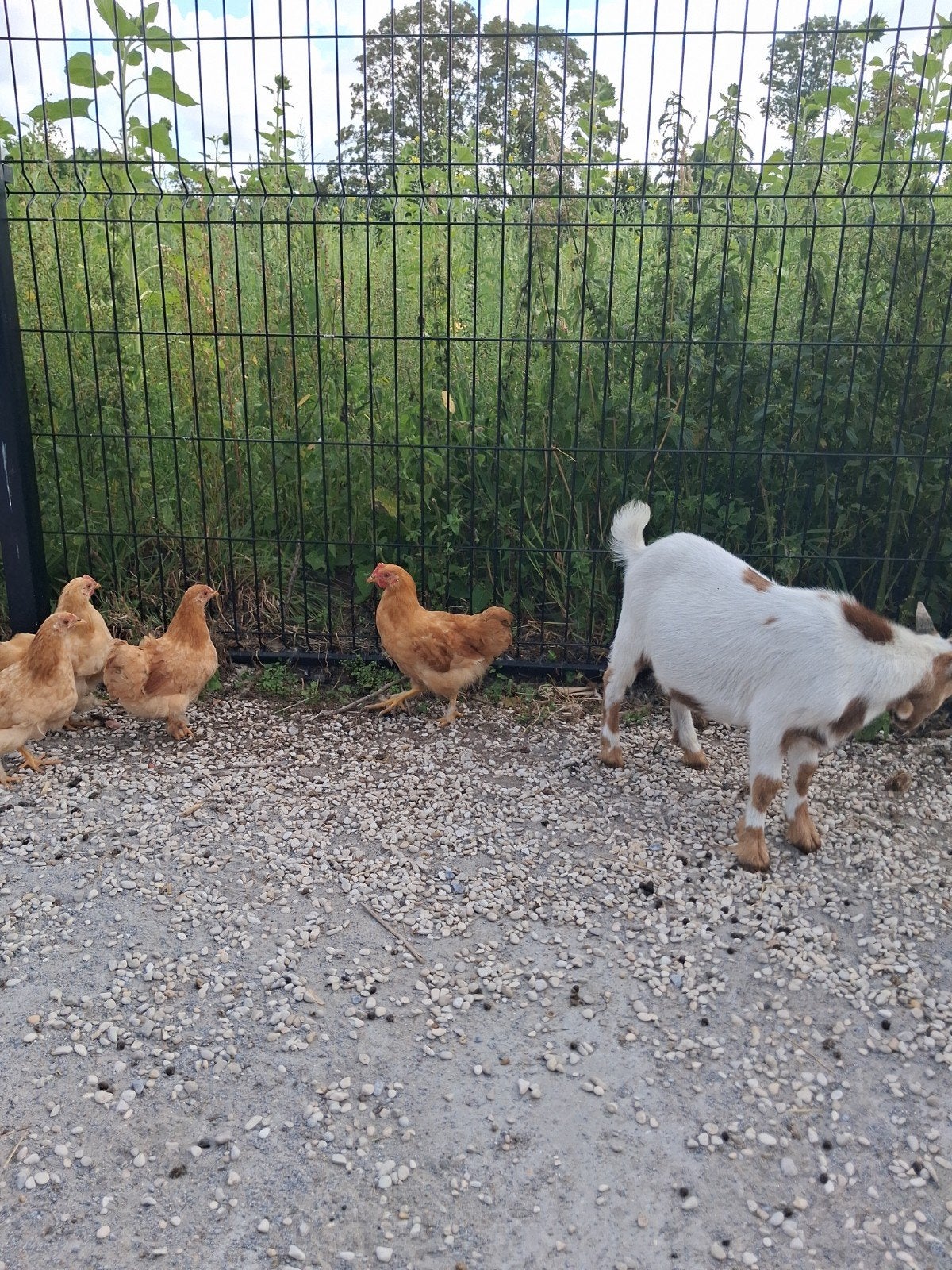 Haan, Mâle, Poule ou poulet