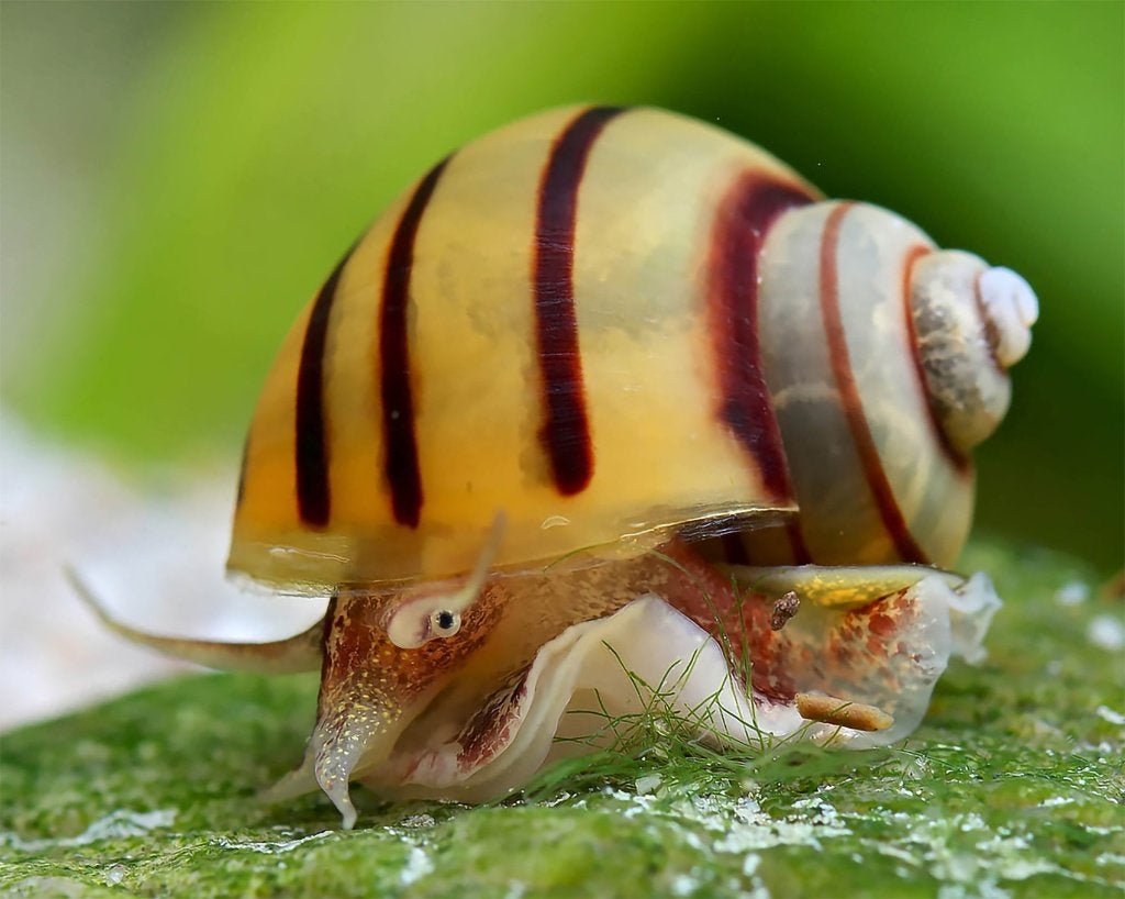 asolene appelslak, Dieren en Toebehoren, Vissen | Aquariumvissen, Slak of Weekdier, Zoetwatervis