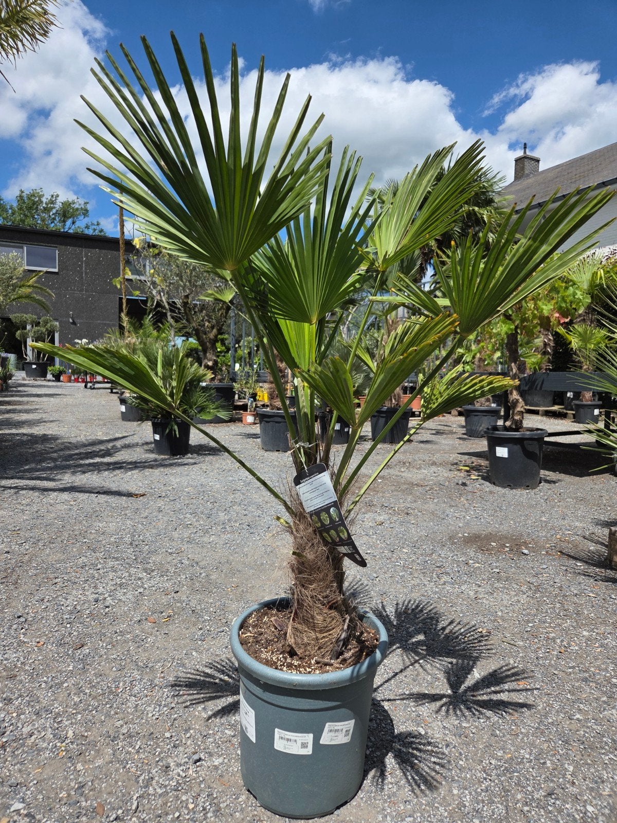 Palmboom Trachycarpus Wagnerianus, Tuin en Terras, Ophalen, Halfschaduw