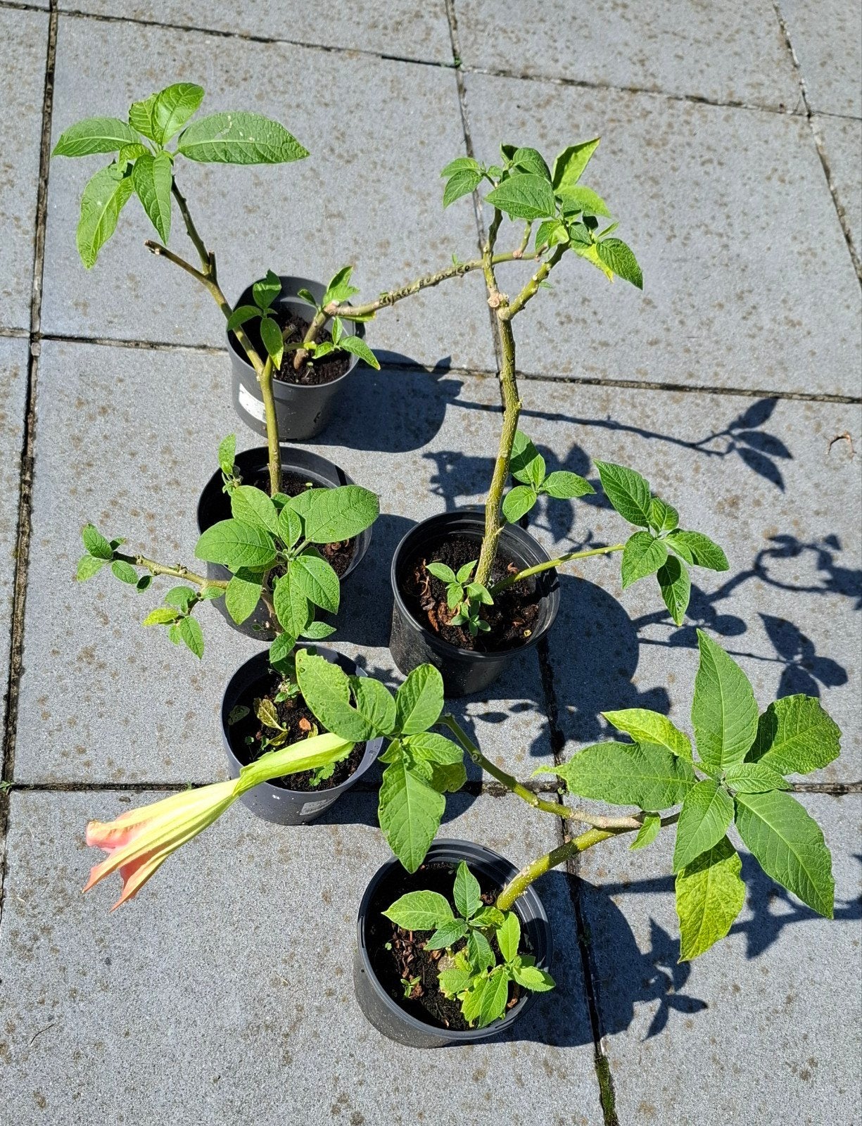 Brugmansia, Tuin en Terras, Planten | Fruitbomen, Ophalen