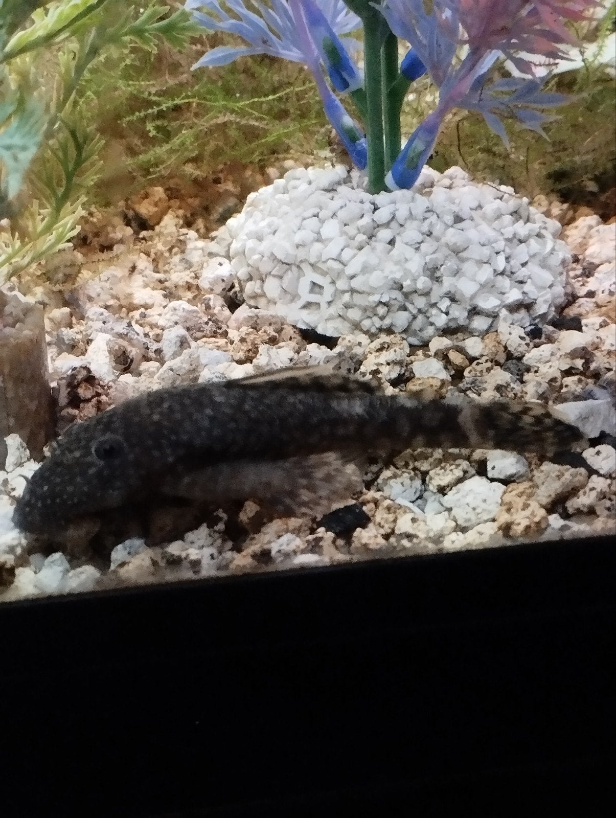 slakjes en ruitenkuiser,10 tal guppy visjes, aquarium, Dieren en Toebehoren, Vissen | Aquariumvissen