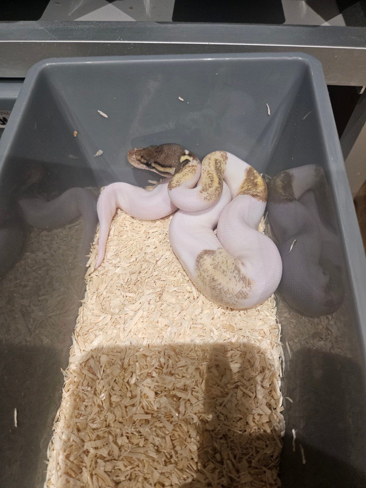 Pythons à billes Prospring and Proven Breeders à vendre, Serpent, Domestique, 0 à 2 ans