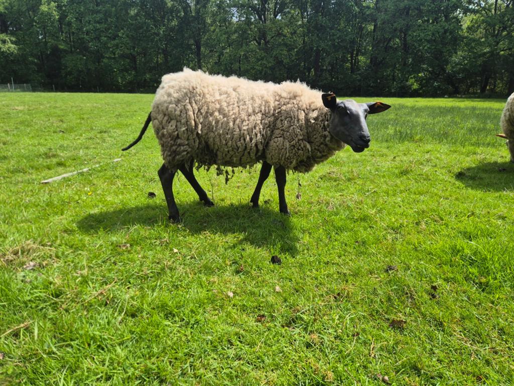 Bleu de maine 2 jaar, Mouton
