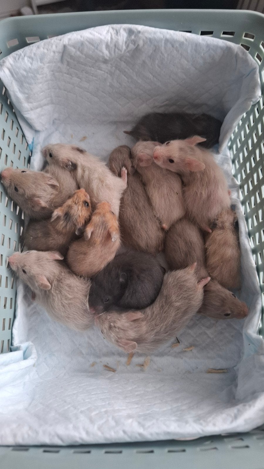 Hamster doré, hamster syrien, Animaux & Accessoires, Rongeurs, Mai, Plusieurs animaux, Hamster