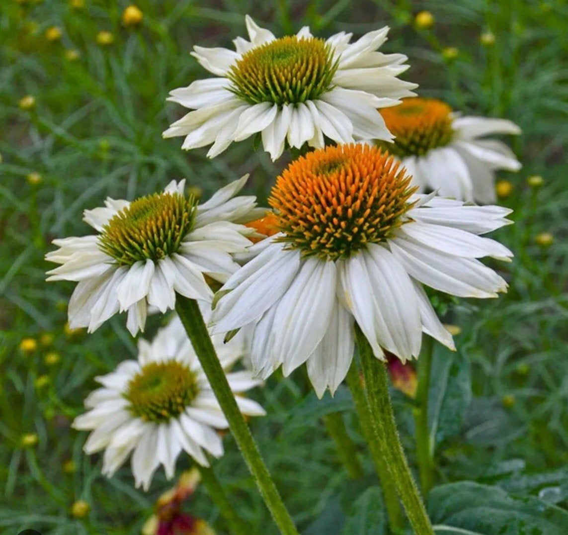 echinacea White powwow, zonnehoed, Ophalen, Zomer, Vaste plant, Volle zon