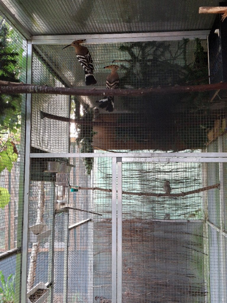 Hoppen per koppel (onverwant), Dieren en Toebehoren, Vogels | Overige Vogels, Meerdere dieren, Wildzangvogel, Geringd