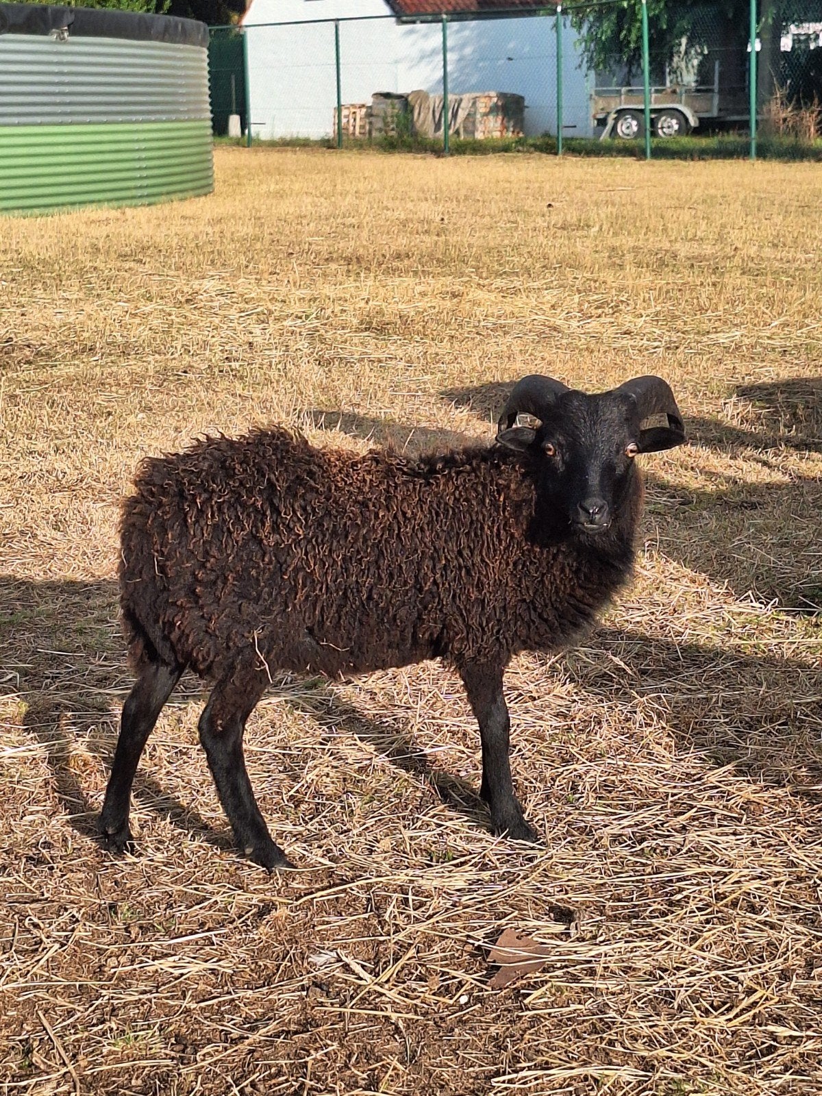 Ouessant rammetje, Dieren en Toebehoren, Mannelijk, Schaap, 0 tot 2 jaar
