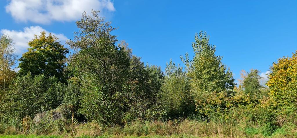 Bosgrond Mol 20a65ca, Immo, Verkoop zonder makelaar