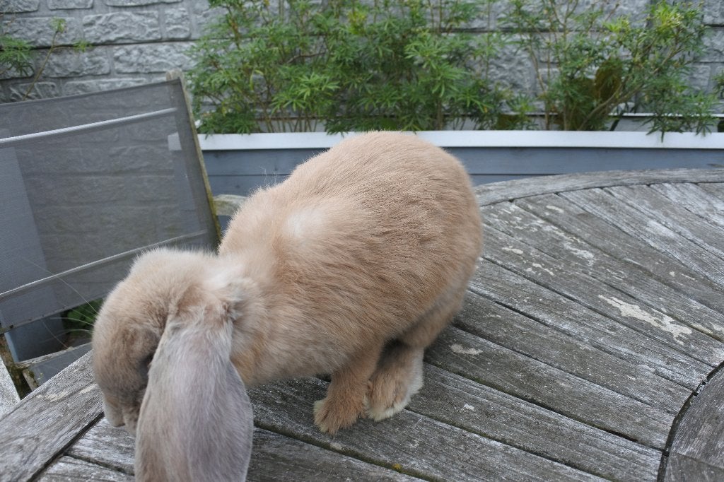 franse hangoren, Animaux & Accessoires, Lapins, Plusieurs animaux, Grand, 0 à 2 ans