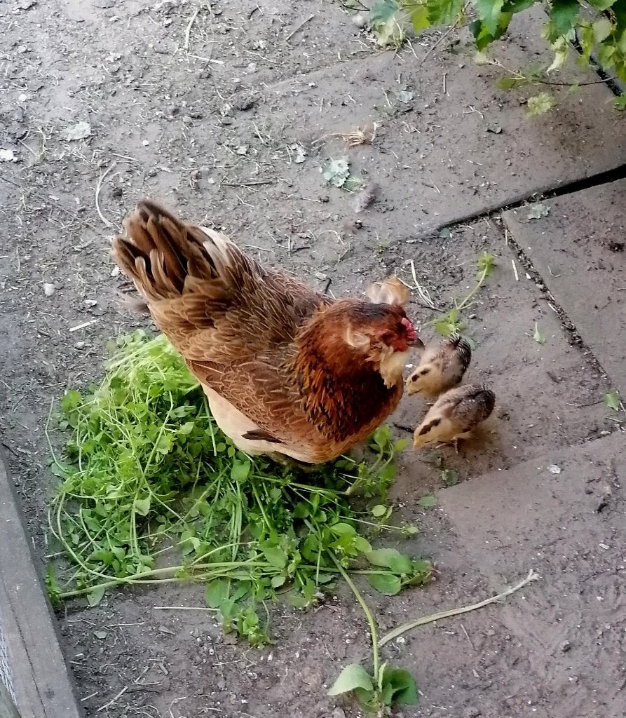 Araucana kip, Femelle, Poule ou poulet