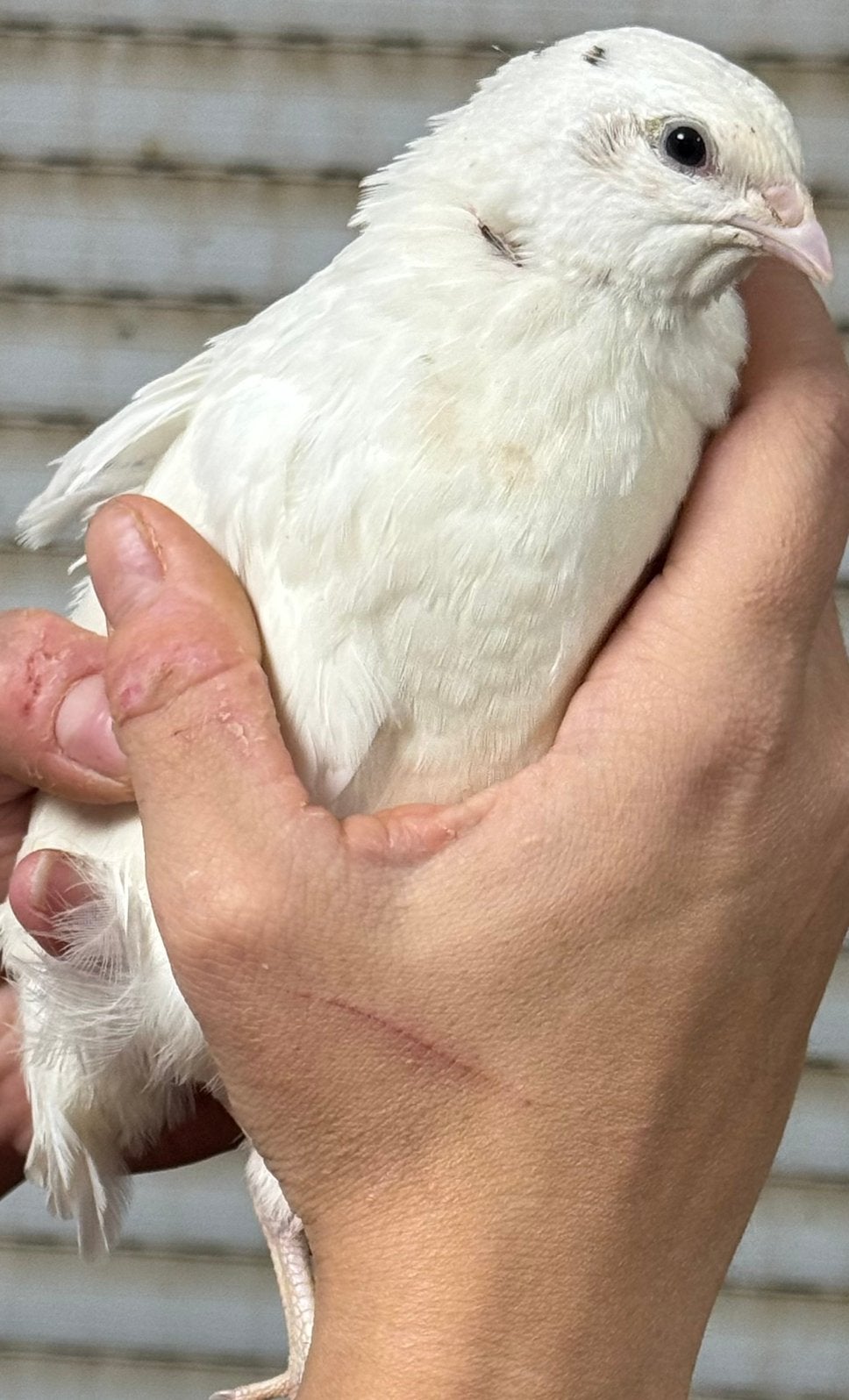 Un mâle caille du Japon blanc Texas, Mâle, Domestique