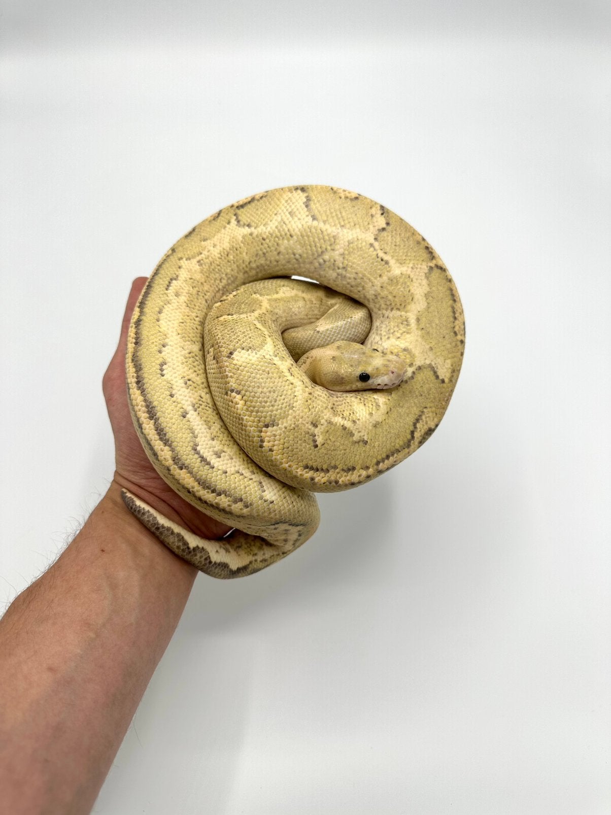 Diverse Python regius - koningspythons, Serpent, Domestique, 0 à 2 ans