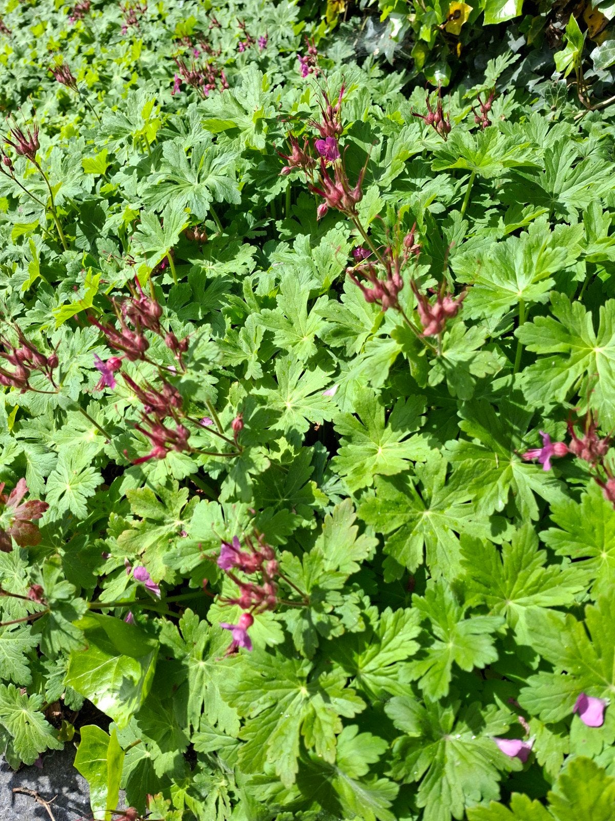 PLANT NU mooie sterke bodembedekker geranium macrorrhizum, Tuin en Terras, Planten | Tuinplanten, Ophalen, Lente, Vaste plant