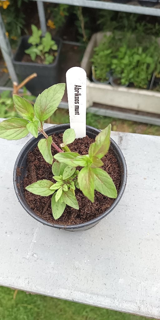 Munt abrikoos, Tuin en Terras, Planten | Tuinplanten, Vaste plant, Kruiden, Halfschaduw, Zomer, Ophalen