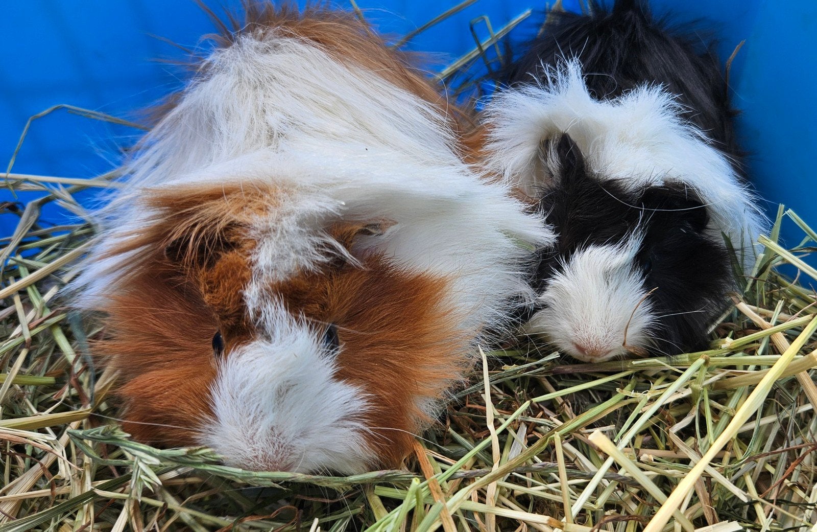 Langharige (Peruvian) Cavia's te koop, Dieren en Toebehoren, Knaagdieren, Cavia, April