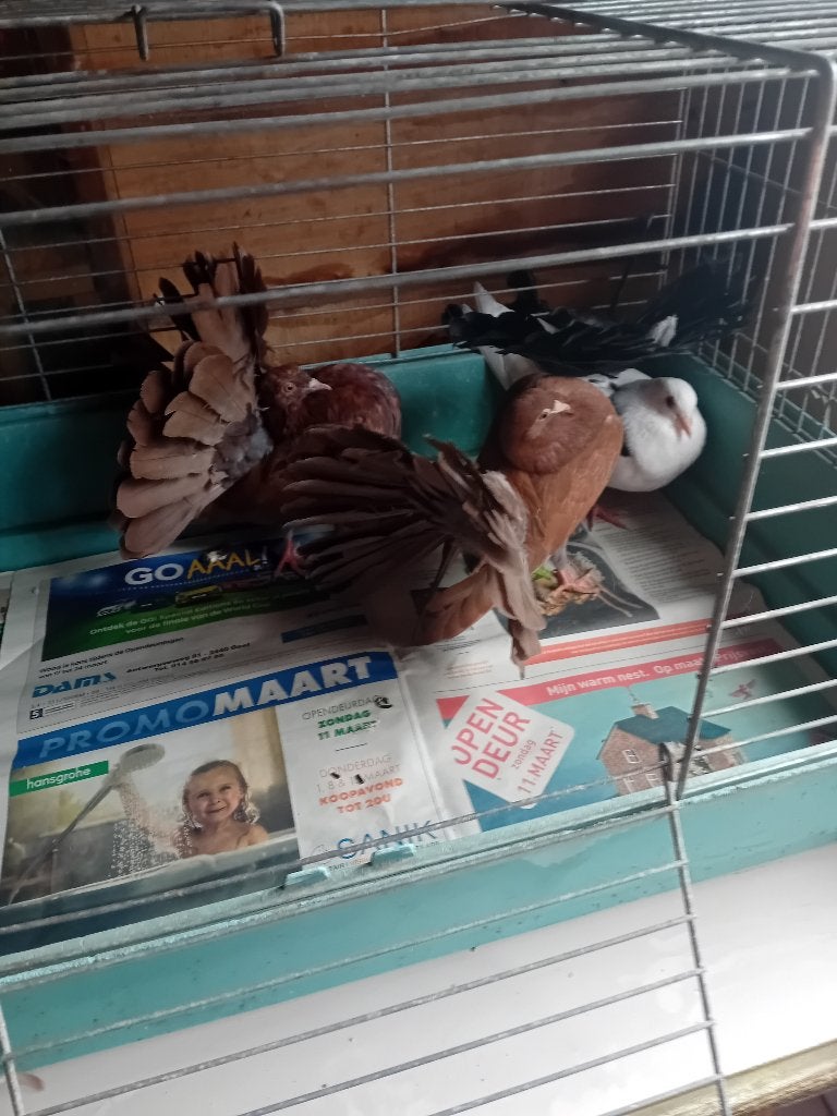 Pauwstaarten, Plusieurs animaux, Autres espèces