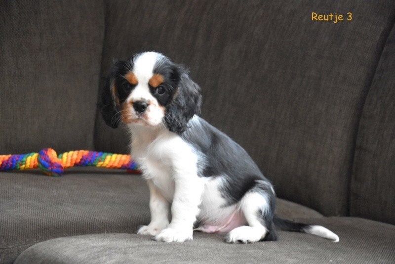 Prachtige Cavalier King Charles Spaniel pups, Parvo, België, 8 tot 15 weken, Meerdere