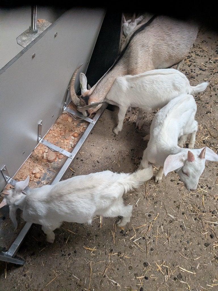 Bokjes 8 weken oud, Dieren en Toebehoren, Juni, Mannelijk