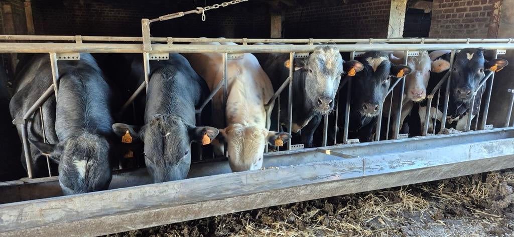Dekstier dekstieren Belgisch wit blauw, Dieren en Toebehoren