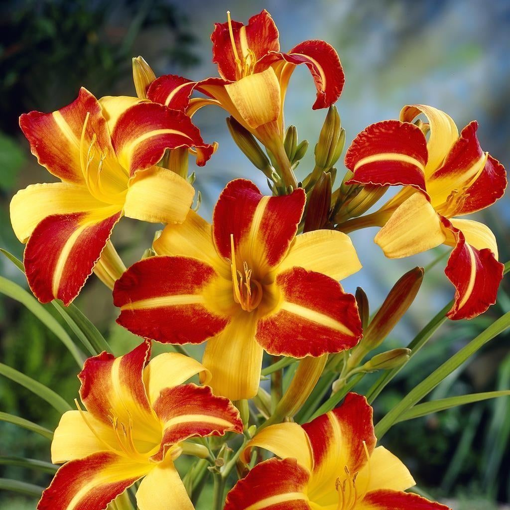Hemerocallis 'Frans Hals', Volle zon, Vaste plant, Zomer, Ophalen