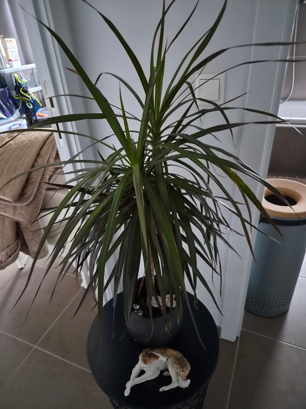 plamt net pot prijs 20€ gepast geldt meebrengen en zelf acht, Huis en Inrichting, Ophalen