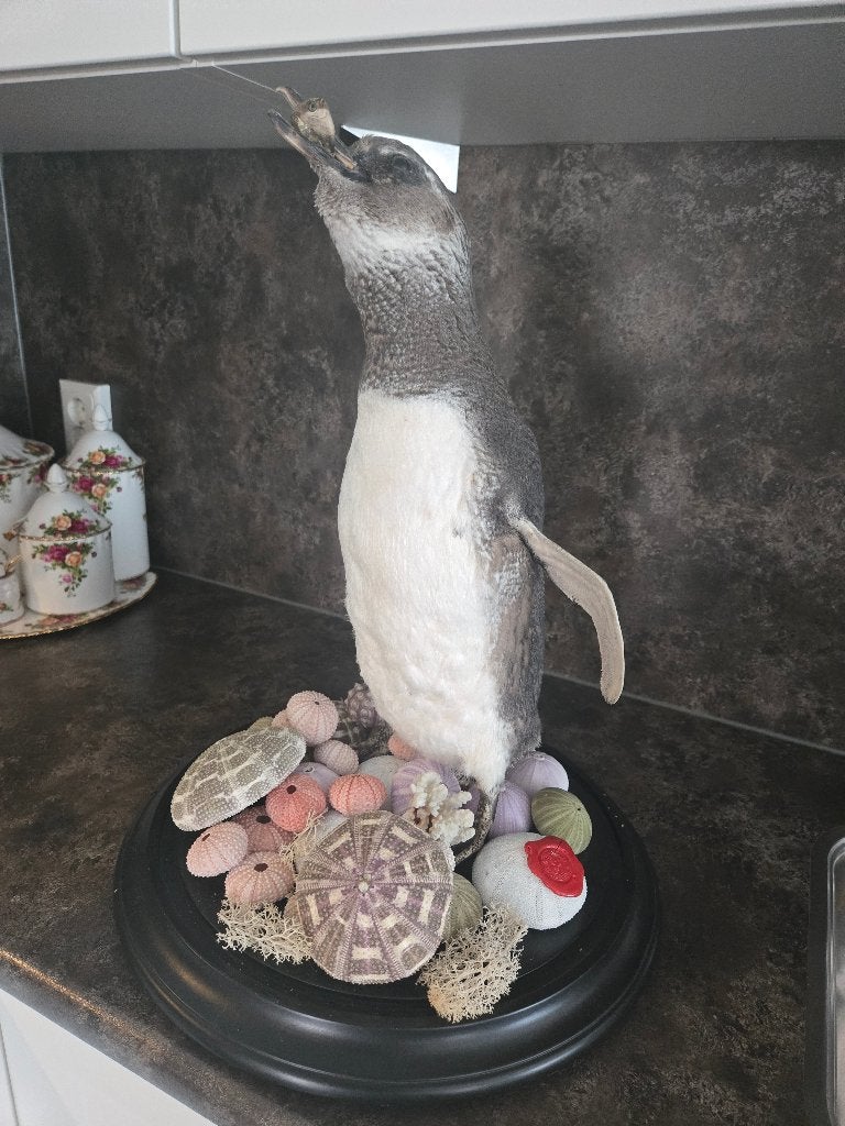 Opgezette taxidermie verschillende, Enlèvement ou Envoi, Comme neuf, Animal sauvage, Animal empaillé