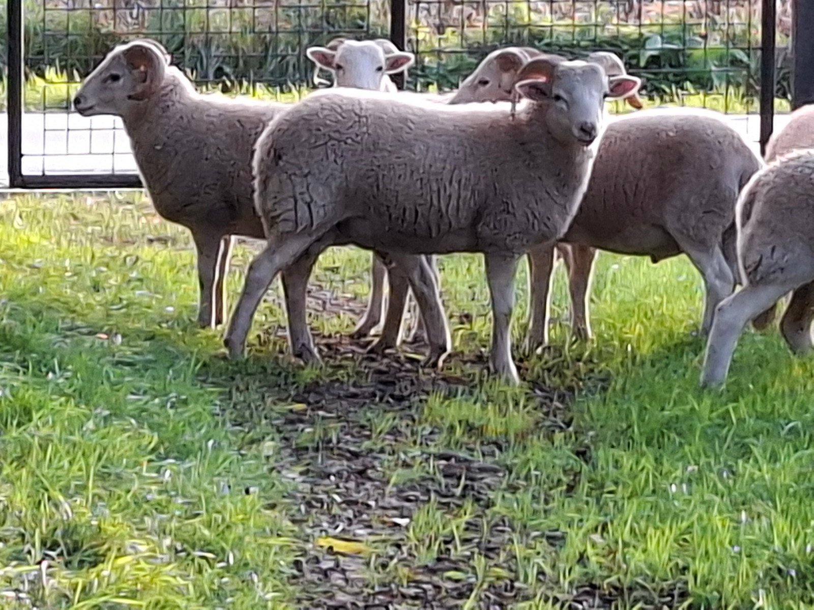 wiltshire lammeren van maart, Plusieurs animaux, Mouton, 0 à 2 ans