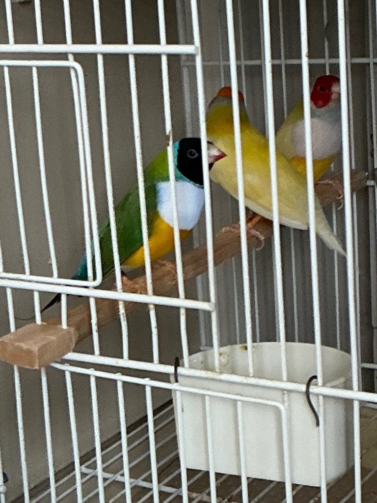 Autres oiseaux, Animaux & Accessoires, Enlèvement