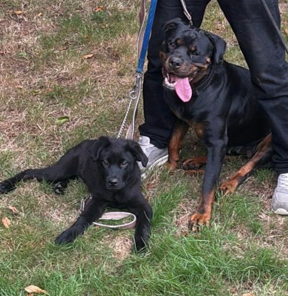Puppy rottweiler/duitse herder, België, Particulier, 15 weken tot 1 jaar, CDV (hondenziekte)