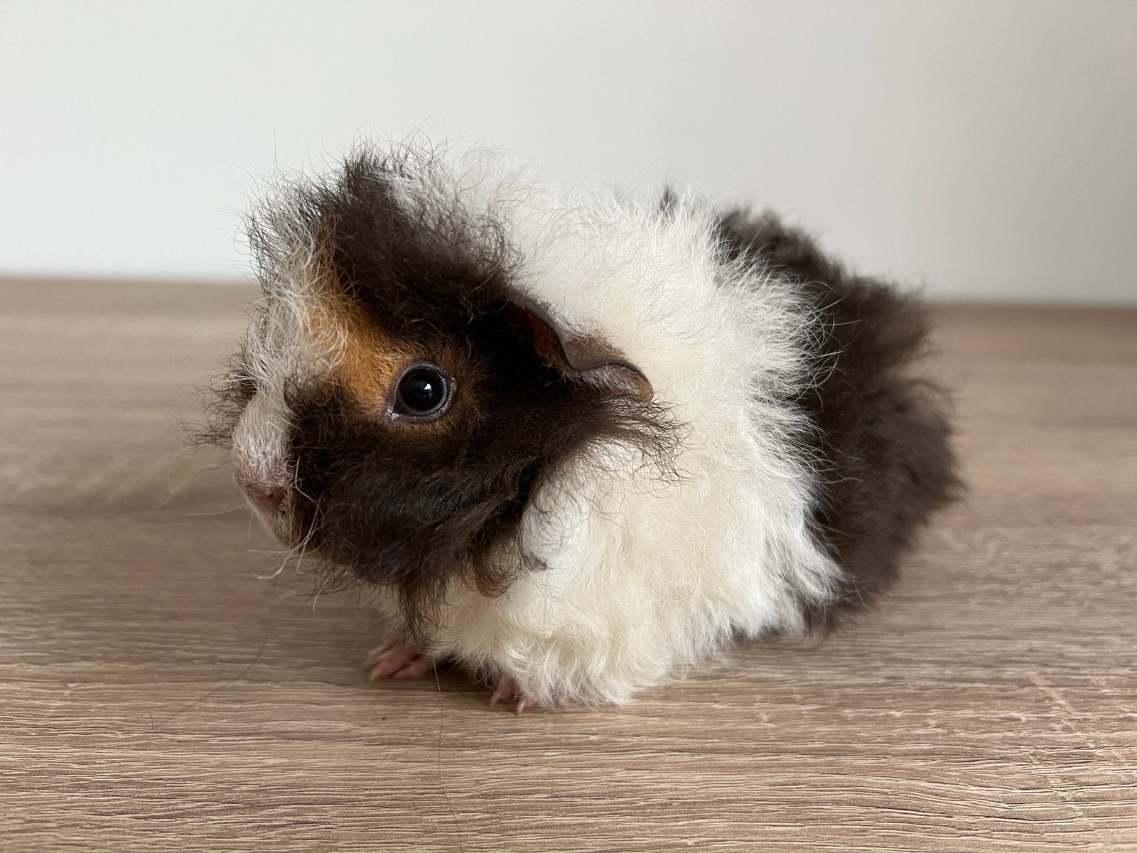 Heel mooi en lief baby cavia alpaca beertje, Dieren en Toebehoren, Knaagdieren, Cavia, Mannelijk, Juli, Tam