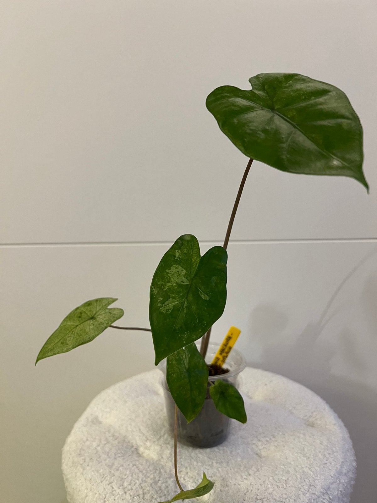 Alocasia macrorrhiza splash, Ophalen