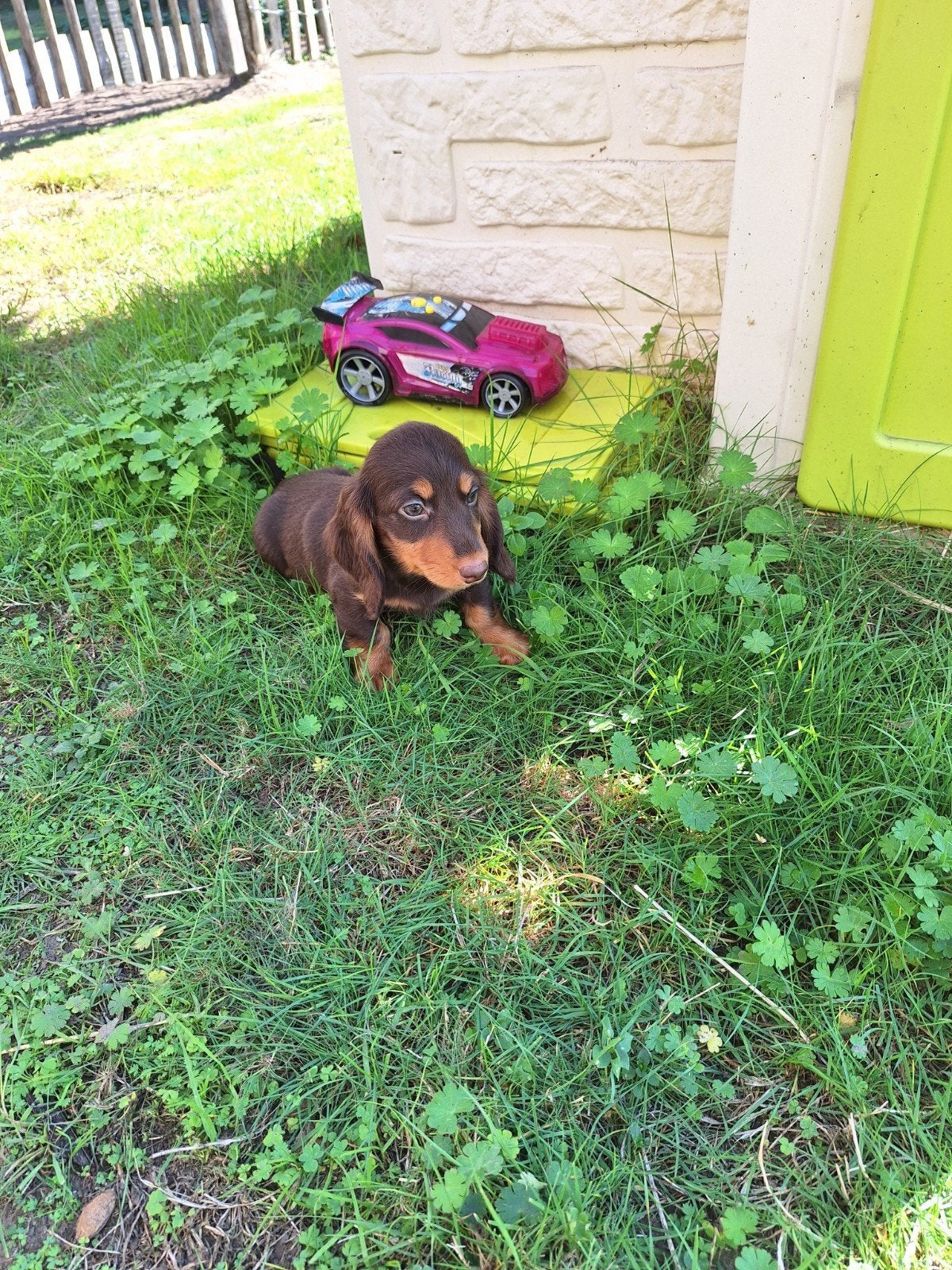 Langharige dwergteckel pups, Maladie de Carré (chiens), Belgique, Poils longs, Plusieurs