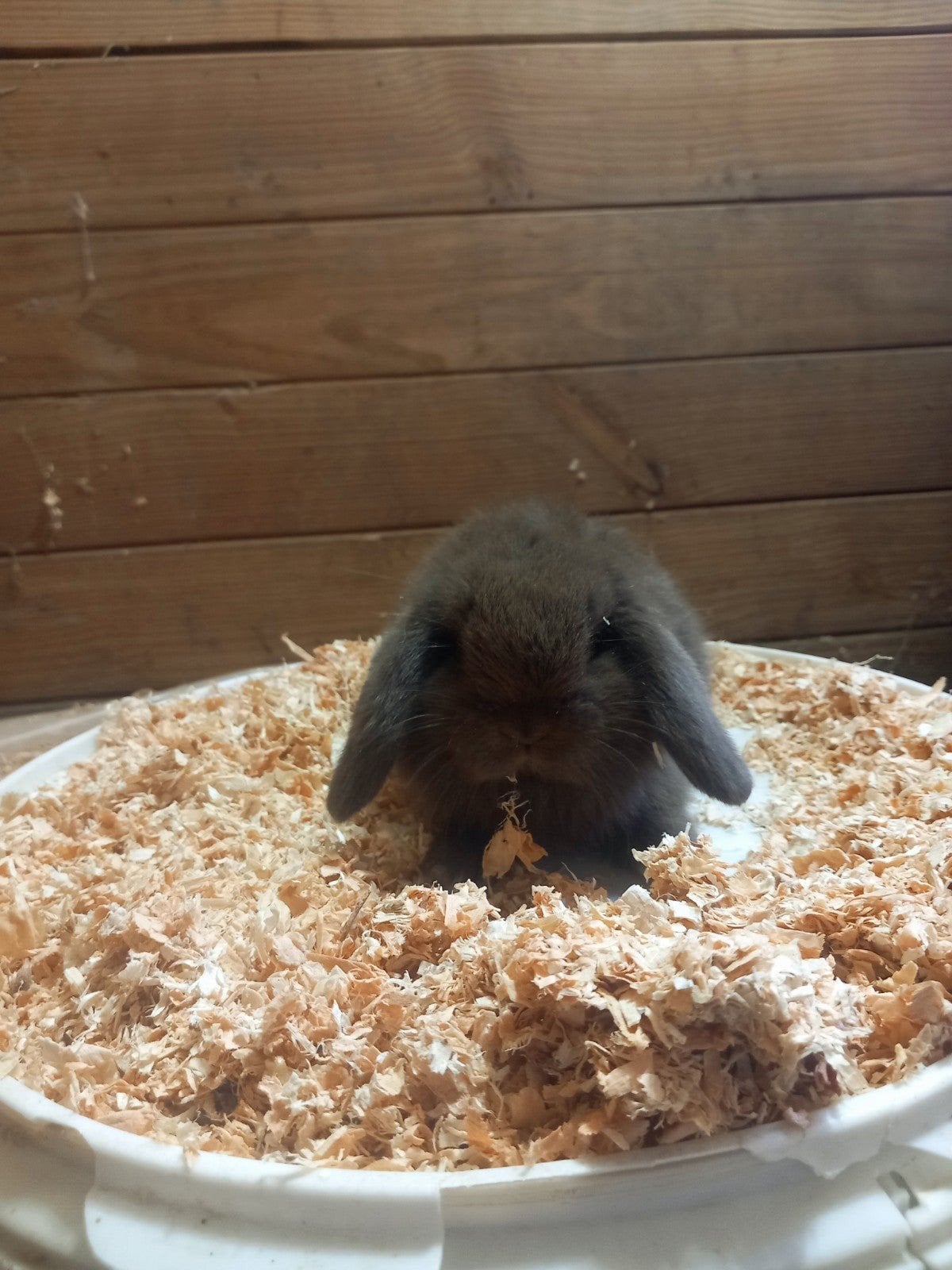 minilop voedstertje, Femelle, Petit, Oreilles tombantes, 0 à 2 ans
