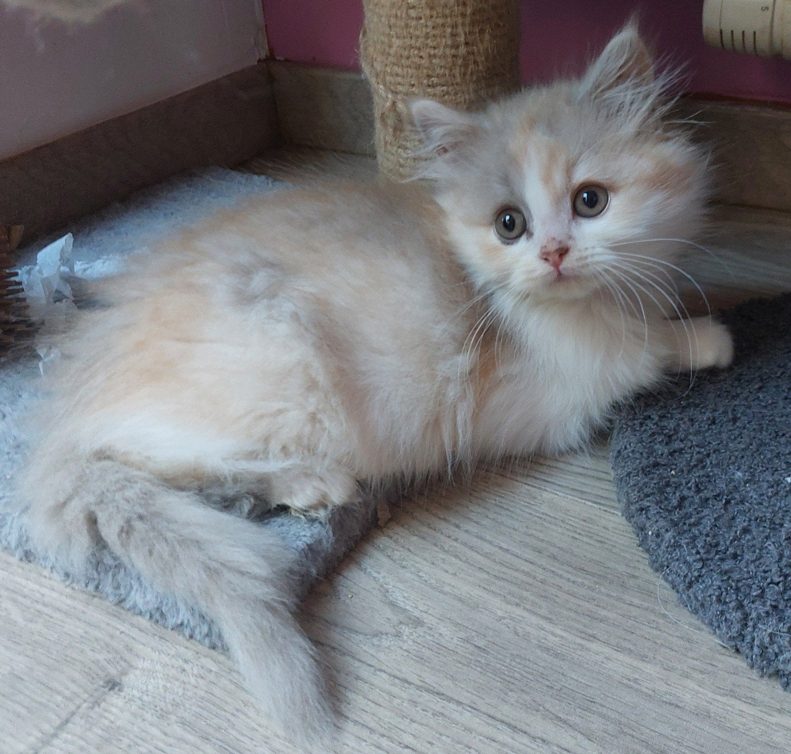 selkirk rex (straight), Animaux & Accessoires, Chatte ou Chat, Avec pedigree, 0 à 2 ans