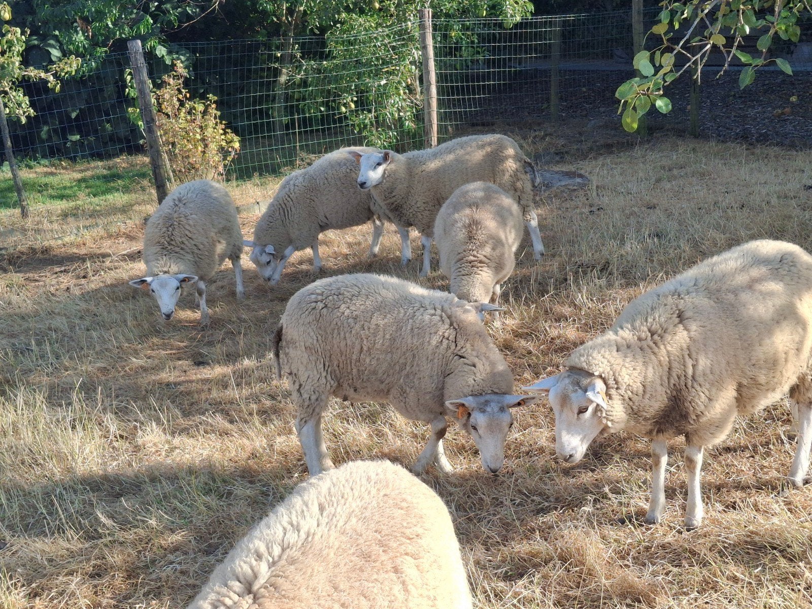 schapen ooien en bokken, Dieren en Toebehoren