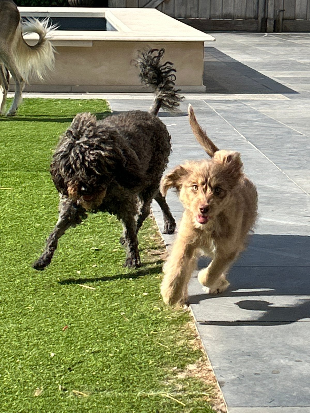 Australian doodle teefje, Hépatite contagieuse (maladie de Rubarth), Belgique, Un chien, Chienne