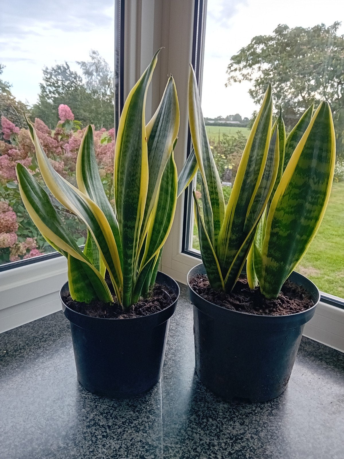 sanseveria, Huis en Inrichting, Ophalen