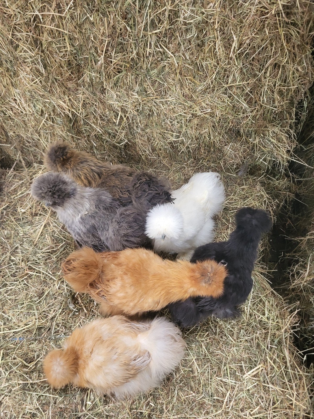 poule de soie, Femelle, Poule ou poulet