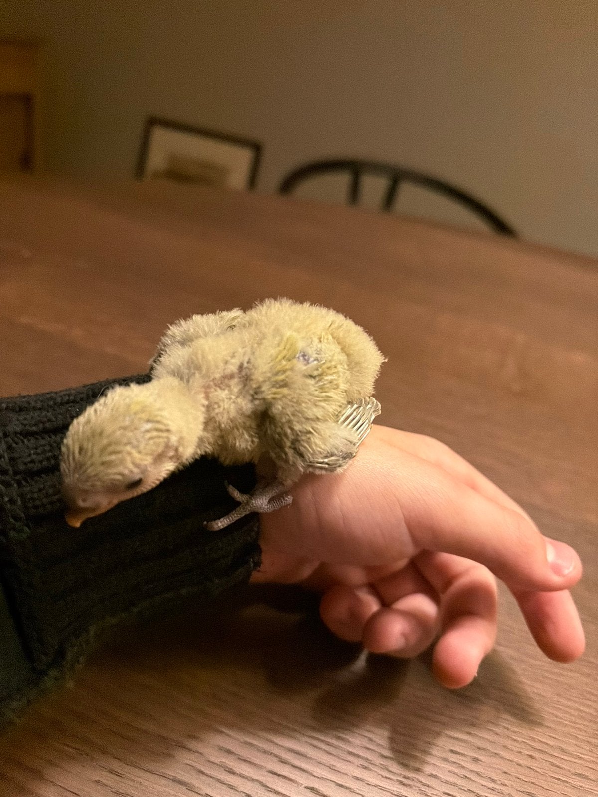 Tamme baby dwergpapegaaien, Dieren en Toebehoren, Geslacht onbekend, Dwergpapegaai of Agapornis, Tam