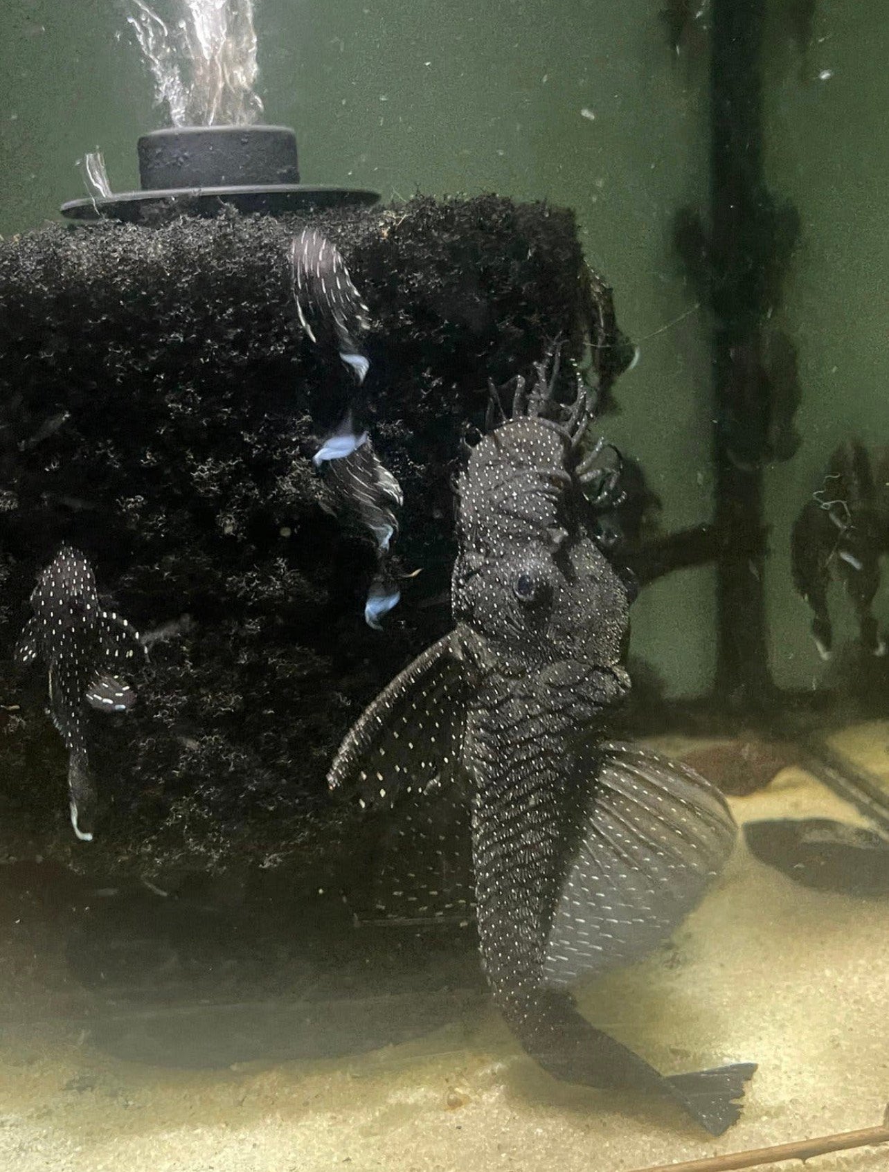 11 x jonge L181 Peppermint Pleco’s, Dieren en Toebehoren