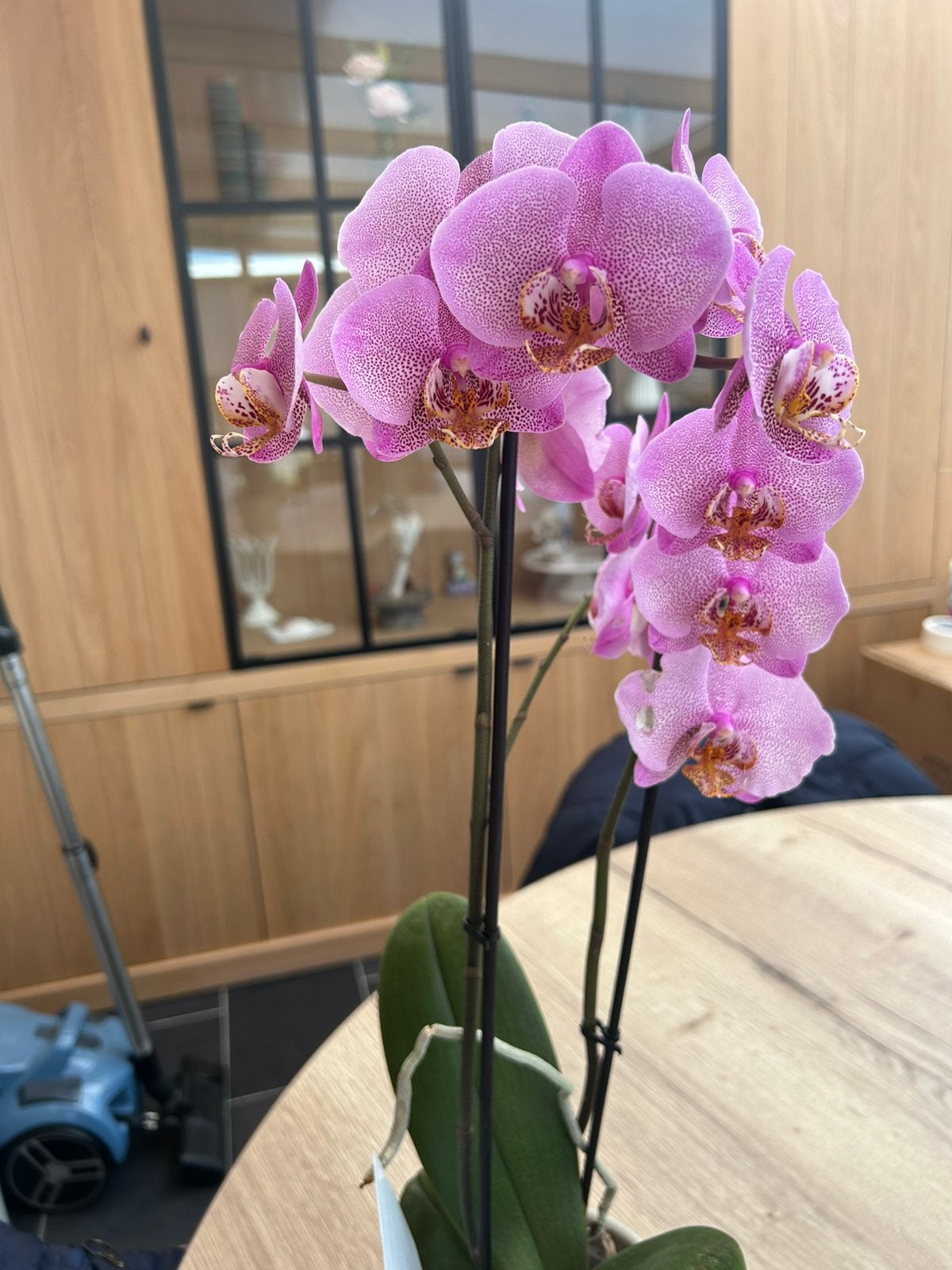 Leuke orchidee + pot ( beige ), Ophalen, Overige soorten, In pot, Minder dan 100 cm
