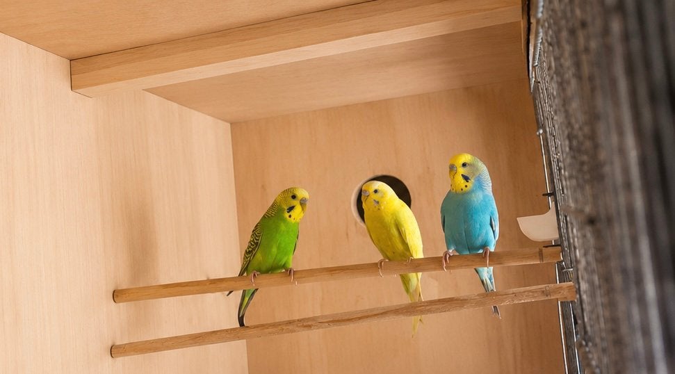 Grasparkieten, Animaux & Accessoires, Oiseaux | Perruches & Perroquets