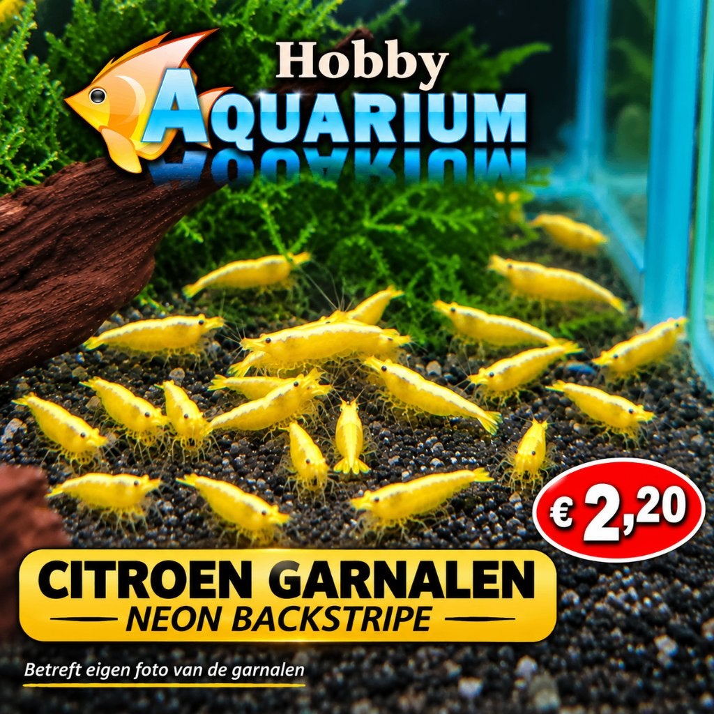 Citroen garnalen neon backstripe, Animaux & Accessoires, Poissons | Poissons d'aquarium, Homard, Crabe ou Crevette, Poisson d'eau douce