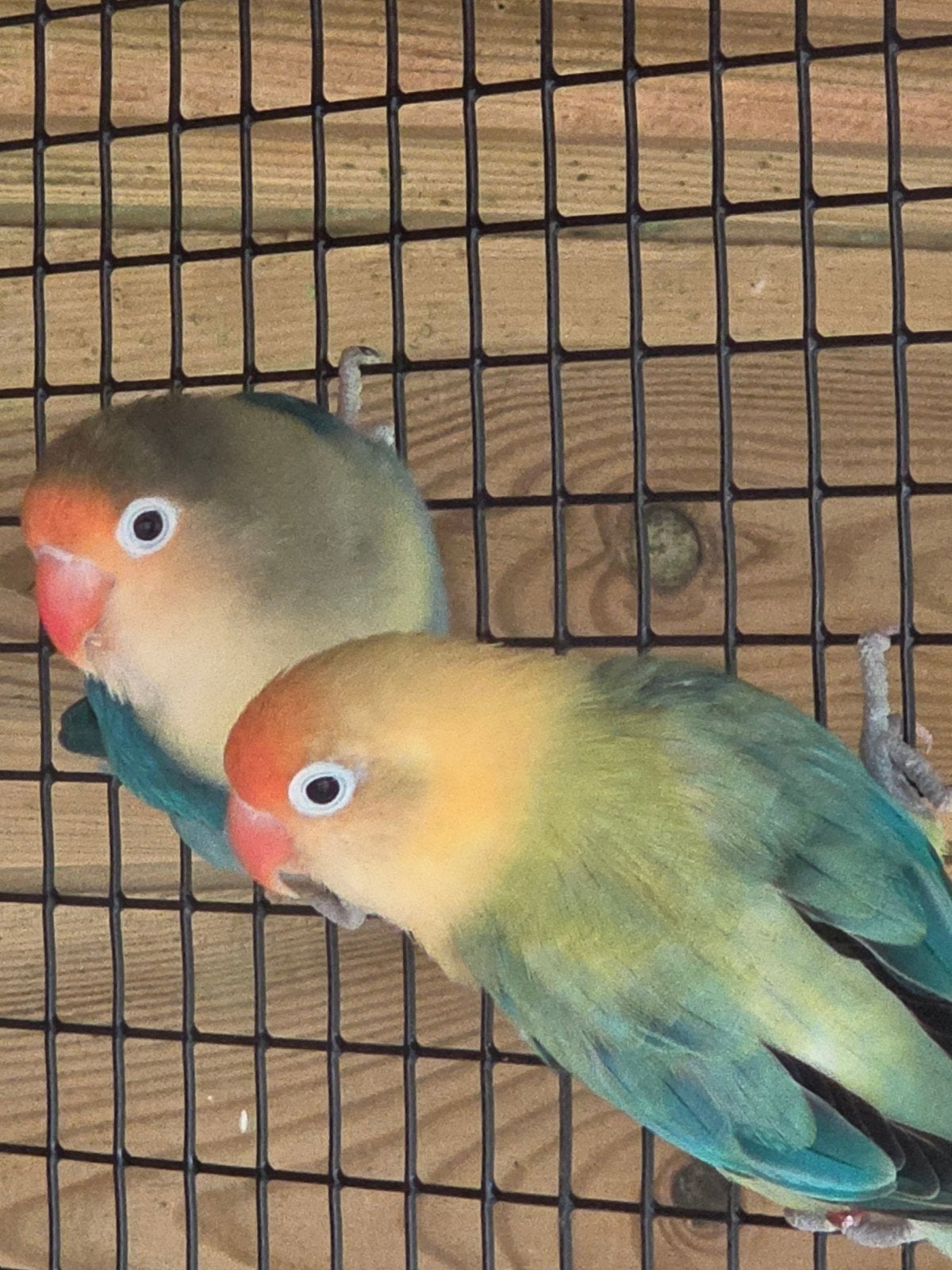 Bewezen kweekkoppel agapornis fischeris, Animaux & Accessoires, Oiseaux | Perruches & Perroquets, Plusieurs animaux, Perroquet nain ou Inséparable