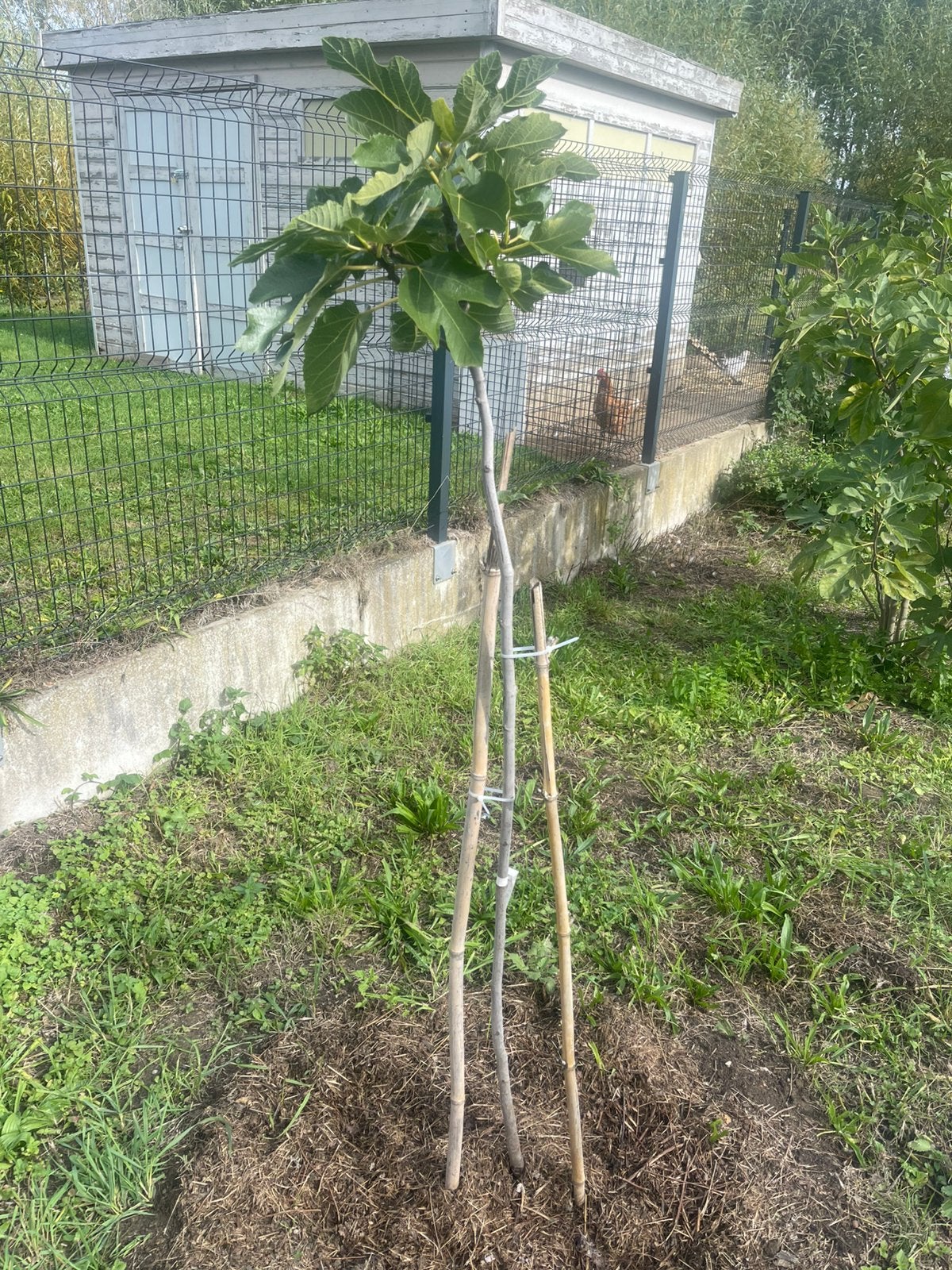 Vijgenboom Negronne, Tuin en Terras, Ophalen, Overige soorten, 100 tot 250 cm