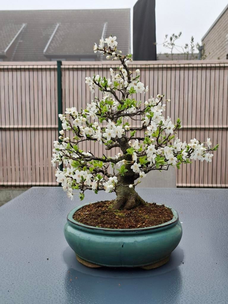 Sleedoorn, Tuin en Terras, Ophalen