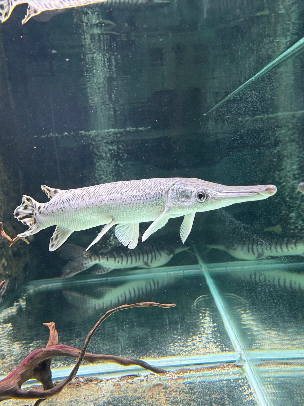 Silver Aligator Gar, Poisson
