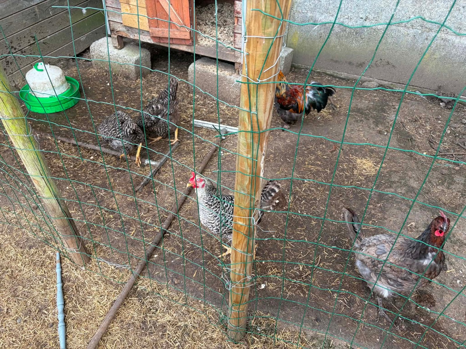 4 kippen en 1 haan te geef, Plusieurs animaux, Poule ou poulet